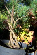 Sosna szczep Zip skalna cyprys świerk jodła inna