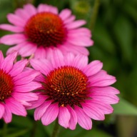 Jeżówka Purpurowa RÓŻOWA 100 sztuk sadzonki z gołym korzeniem po 1 zł