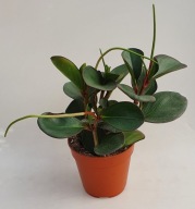 Peperomia red margin SADZONKA 25 cm