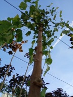 Morwa czarna stary okaz obw.pnia 16 cm zwisająca szczepiona lecznicza inna