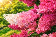 Hortensja bukietowa VANILLE-FRAISE Renhy PBR sadzonka 3l