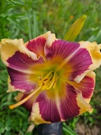 Liliowiec Dancing Yolth.