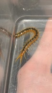 Scolopendra cingulata malta 5 cm+ (skolopendra)