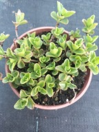 Rozchodnik kaukaski ROSEUM