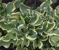 Funkia "SHADOWLAND WHEEE" Hosta sadzonka