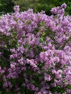 Lilak Meyera 'Palibin' (syringa meyeri 'Palibin') C2 10cm
