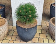 Pinus nigra 'Merci' - !!!!!!!!!!!