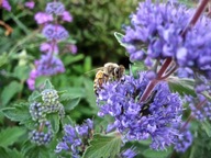 OSTATNI KWITNĄCY KRZEW BARBULA SZARA MIODODAJNA