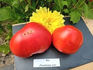 Pomidor WES wielkie czerwone owoce do 1 kg nasiona kolekcjonerskie