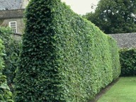 Grab pospolity na żywopłot sadzonki100 sztuk 10 cm na aleje ozdobny ODPORNY