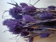 Trawy Mozga Kanar naturalna susz suszona trawa bukiet fioletowa