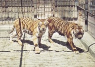 KRAKÓW - ZOO - TYGRYS - TYGRYSY