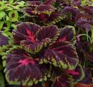 Koleus Coleus Kong Red DUŻY
