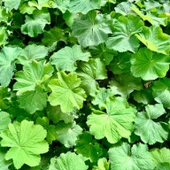 Przywrotnik Miękki Ostroklapowy (Alchemilla mollis) Zadarniający