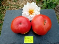 Pomidor Nużnyj Rozmier befsztyk samokończący niski nasiona kolekcjonerskie