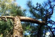 Sosna pinia przewieszona Merys szczepiona 18letnia horyzontalna czarna inna