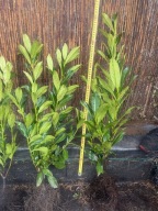 Laurowiśnia caucasica sadzonka z gołym korzeniem 50-60 cm