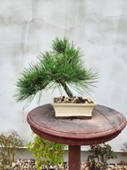 Pinus Thunbergii Bonsai