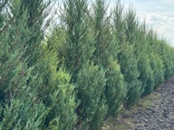 Jałowiec skalny Skyrocket 240-300 cm transport