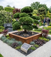 NA NIWAKI I BONSAI SOSNA CZARNA 'GANYMEDES' Pinus nigra c5