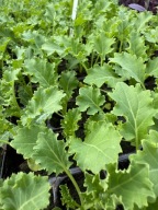 Jarmuż SADZONKA -rozsada zestaw 10 sztuk