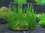 Mech Flame Moss akwarystyczny Taxiphyllum sp.