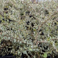 Suchodrzew mirtolistny 'Silver Beauty' Srebrne Liście (Lonicera nitida)