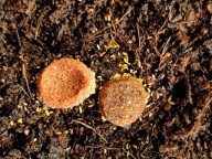 Żółty skoczogonek - Ceratophysella isabellae "yellow albino prosionki,owad