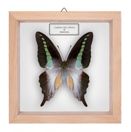 Motyl w gablotce Graphium codrus celebensis
