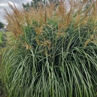 Miskant Frou Frou P9 n o w o ś ć