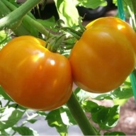 Jantar Sadzonki Pomidor