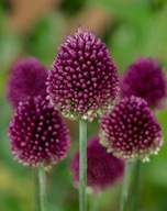 Czosnek główkowaty w doniczce sadzonka p9 mrozoodporny 10 cm wieloletni