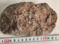 Skamieliny, minerały, koralowce