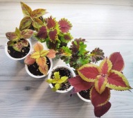 Koleusy - zestaw 7 szt dobrze ukorzenione roślinki - zestaw nr 4