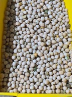 Groch żółty 25 kg Pasza - Poplon