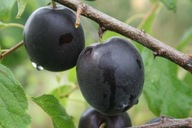 Morela Czarna – samopylna, ciemne owoce, deserowa