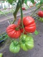 Or pera d'Abruzzo Sadzonki Pomidorów