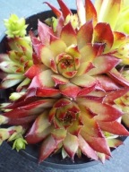 Rojnik 338 HARREIET z czerwonymi końcami liści