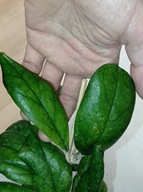 Hoya Hoja RB DICK EPC 196 cięta