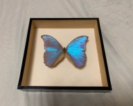 Motyl w ramce 20x20 cm - MORPHO DIDIUS - PERU