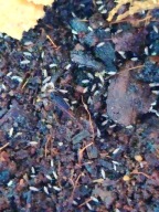 Duże białe skoczogonki - najlepsza ekipa sprzątająca - porcja zarodowa