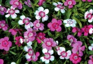 Goździk kropkowany mix kolorów sadzonka w pojemniku 0,5l