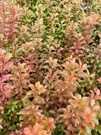 Piersi japoński Little Hedge Green Piękny Akcent Wiecznie Zielonego Ogrodu