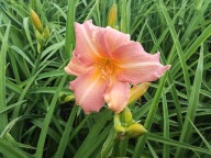 Liliowiec PRAIRIE BELLS sadzonka