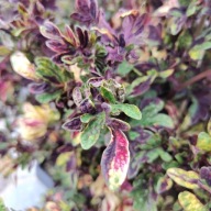 Koleus Coleus Raja Tricolor KOLOROWE LISTKI