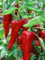 Sadzonka Papryki odmiana Corno di Toro Rosso