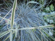 NIEBIESKA TRAWA CZYLI KOSTRZEWA SINA sadzonki 10 szt