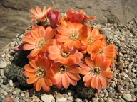 Kaktus ,Rebutia, Mediolobivia pygmaea RH 1346