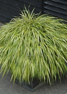Hakonechloa macra 'Aureola' smukła sadzonka 1,5l