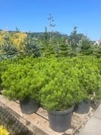 Sosna górska kosodrzewina Pumilio 30-35cm zestaw 4 sztuki